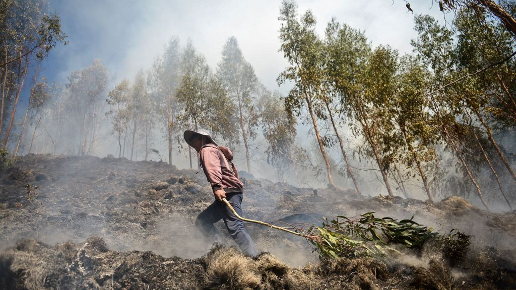 Čovek vuče granu nakon gašenja požara u Peruu, oktobar 2020.