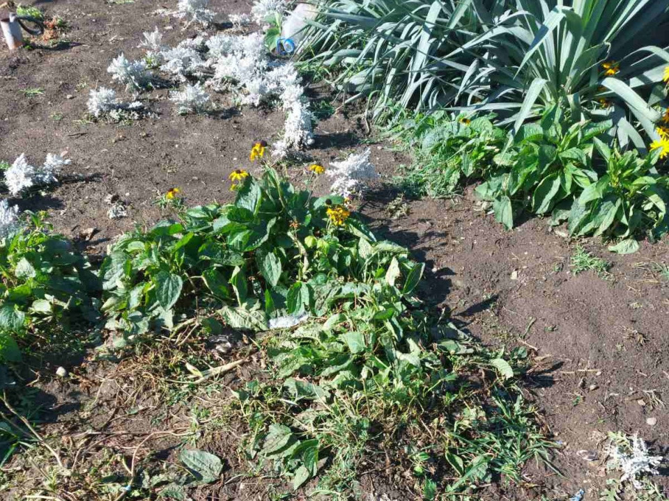 Foto: JKP „Komunalne službe“/M. Marjanović
