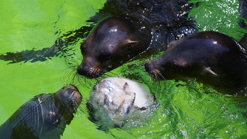 Za ručak smrznuta riba - životinje u zoološkom vrtu takođe su ugrožene zbog vrućine