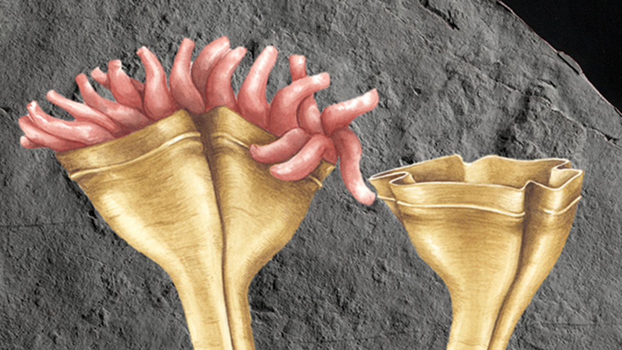 Auroralumina attenboroughii