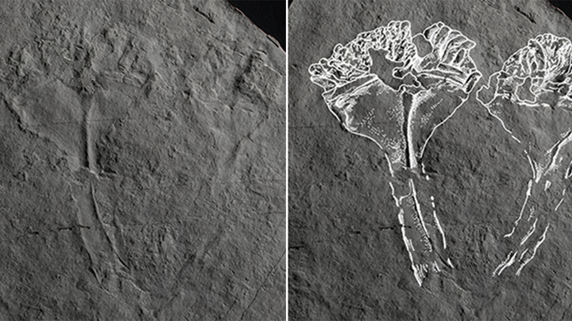 Auroralumina attenboroughii