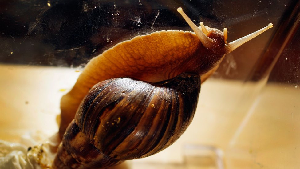 Giant African snail