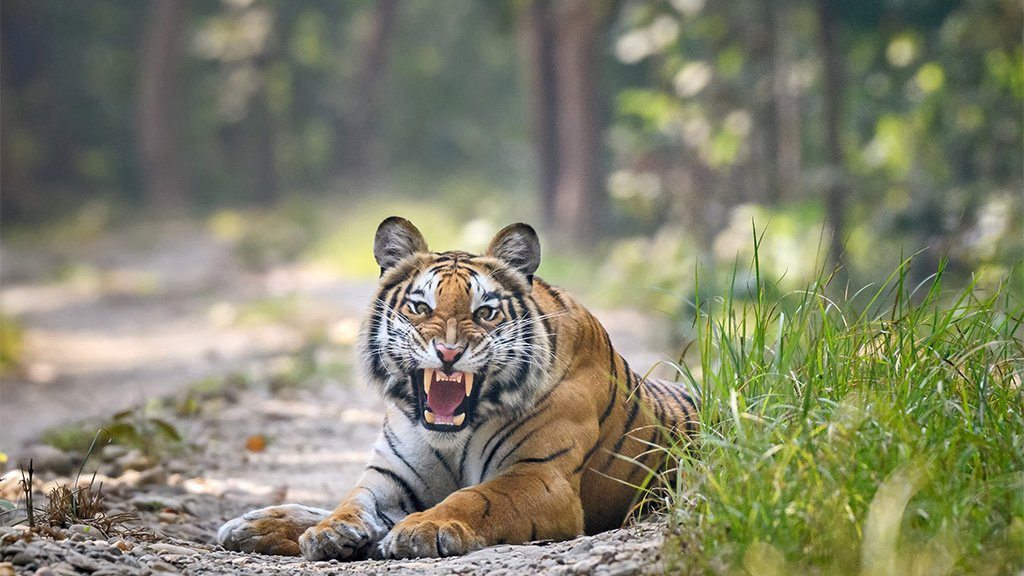 Tiger roars