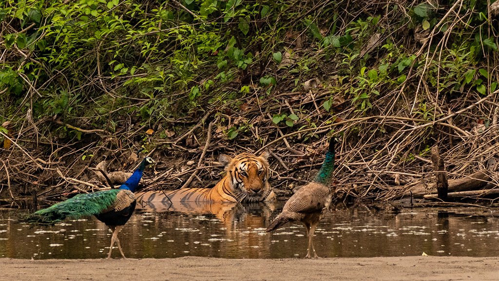Tiger and two peacocks