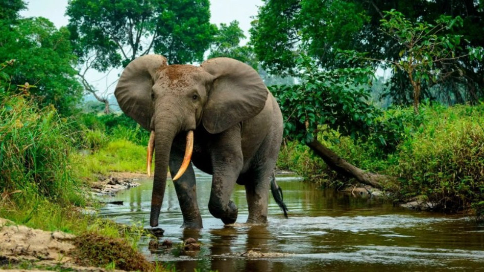 Šumski slon se nalazi širom centralnoafričke prašume, gde ometa rast vegetacije
