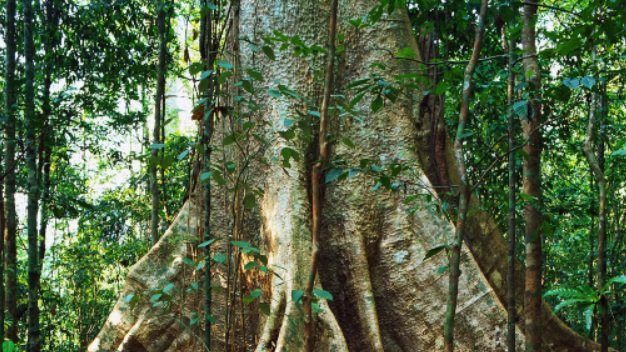 Dok se probijaju kroz šumu, slonovi jedu i gnječe manje drveće, ostavljajući više prostora većem drveću za rast i skladištenje ugljenika