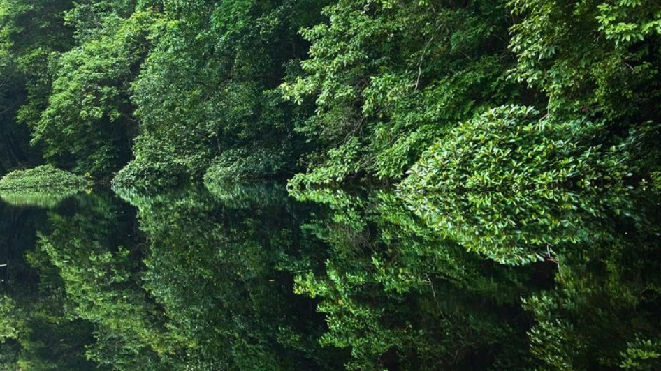 Većina afričkih šumskih slonova živi u kišnim šumama Gabona