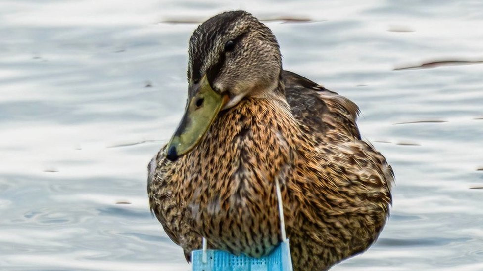 Meri Kaporal Prajor uslikala je ovu fotografiju u Americi, a na njoj se vidi patka sa hirurškom maskom oko vrata