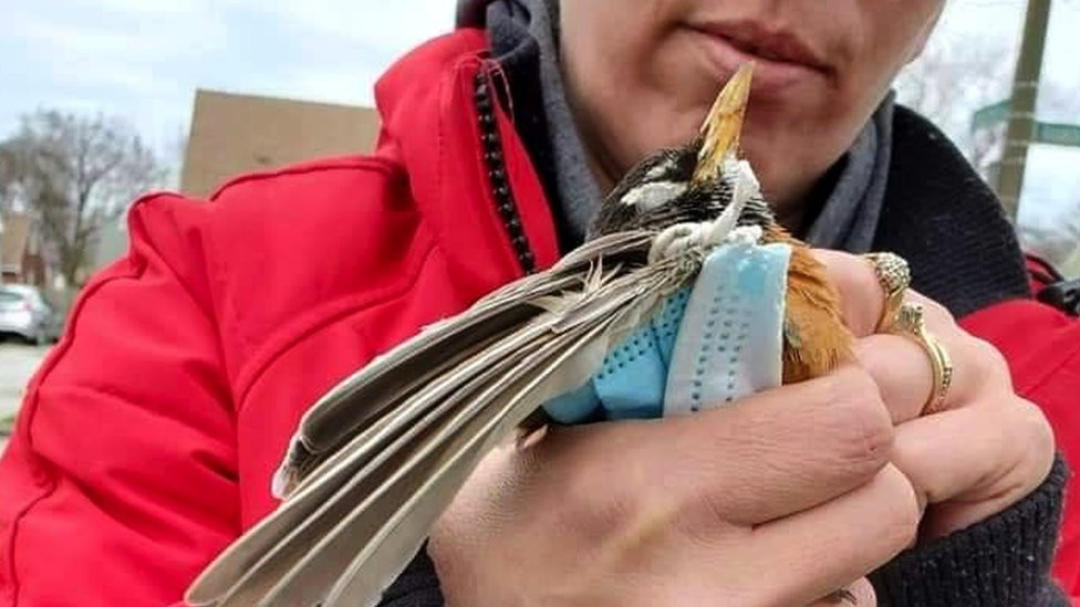 Mnoge ptice, poput ovog američkog crvendaća uslikanog u aprilu 2020, mogu se nađi upletene u elastične uzice na maskama