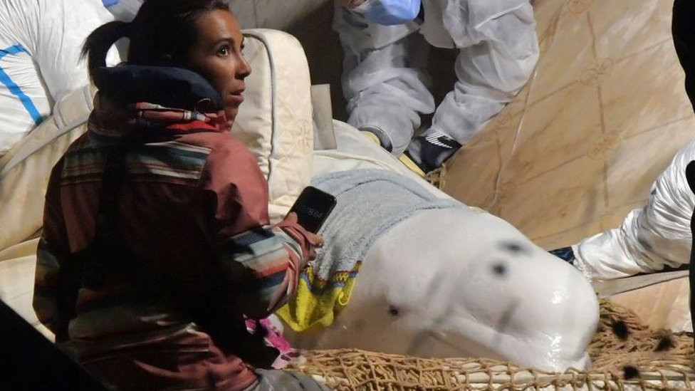 Beluga whale during rescue operation
