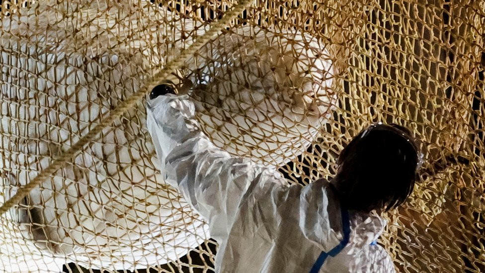 A rescuer reaches out a hand to a Beluga whale as firefighters and members of a search and rescue team pull up a net to rescue the whale, which had strayed into France's Seine river, near the Notre-Dame-de-la-Garenne lock in Saint-Pierre-la-Garenne, France, August 10, 2022.