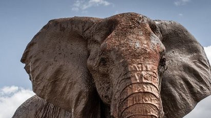 A super tusker in the Tsavo