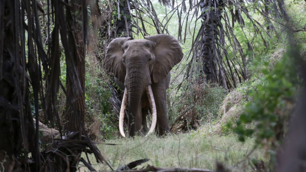 A super tusker in the Tsavo