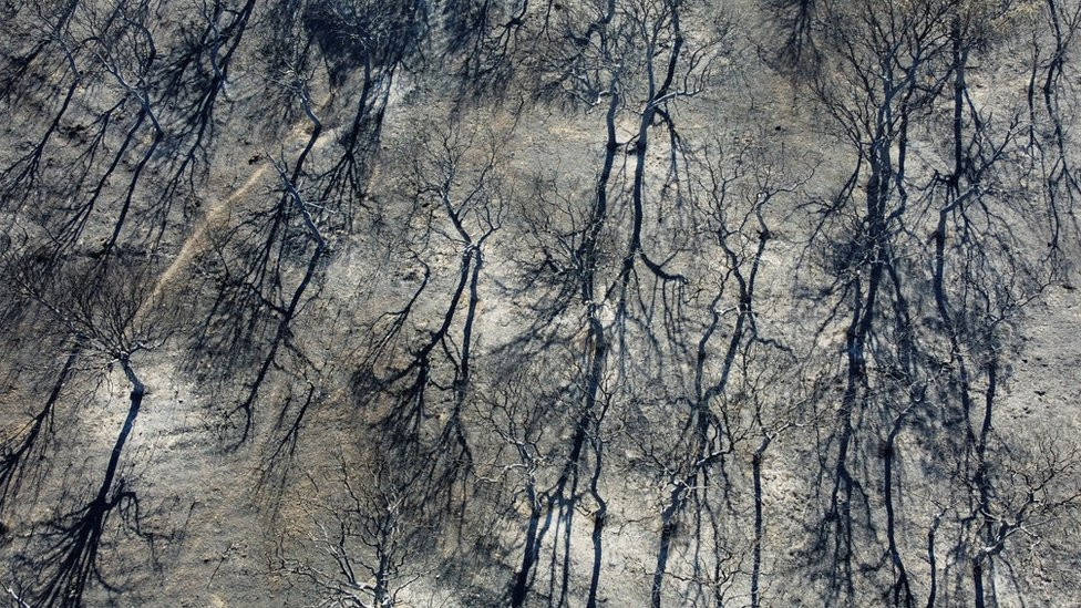 Charred remains of trees in Tabara, Zamora province, Spain
