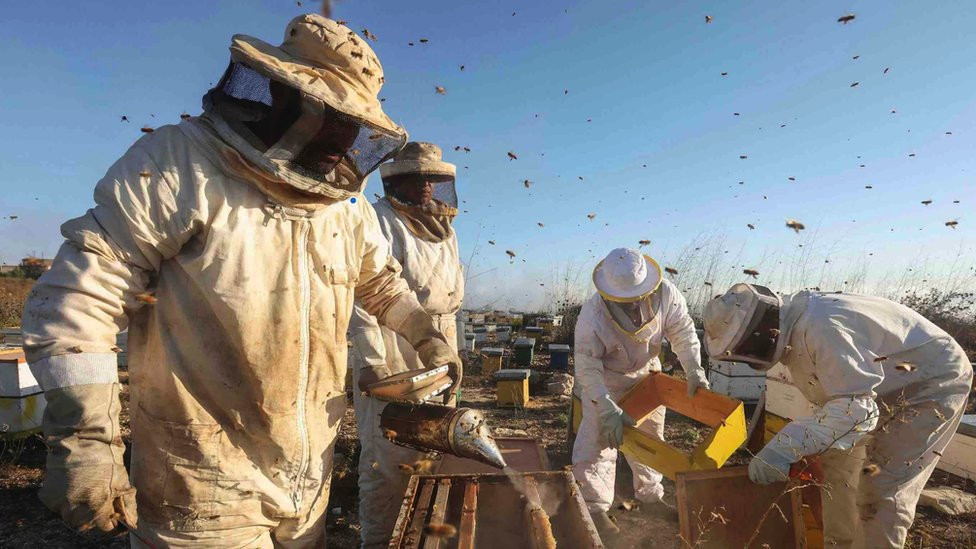 A beekeeper uses smoke to calm bees in the process of collecting honey at an apiary in Houla village, near the border with Israel, southern Lebanon