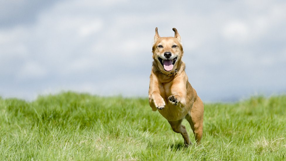 A dog looks thrilled