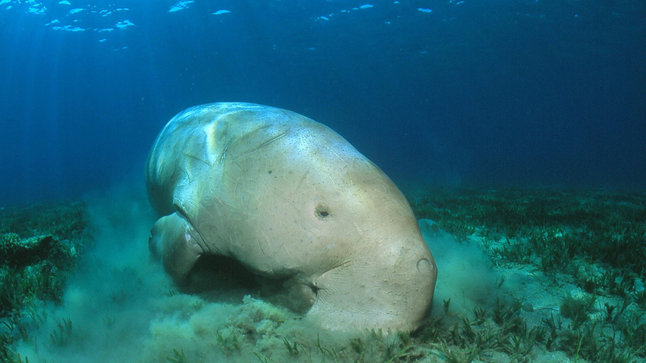 Dugong