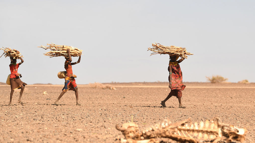Turkana women carrying firewood walk past a carcass of a cow, in the area of Loiyangalani, which is the worst affected by the prolonged drought, in Marsabit, northern Kenya, on July 12, 2022. - At least 18 million people across the Horn of Africa are facing severe hunger as the worst drought in 40 years devastates the region. Over four million are in Kenya's often-forgotten north, a number that has climbed steadily this year