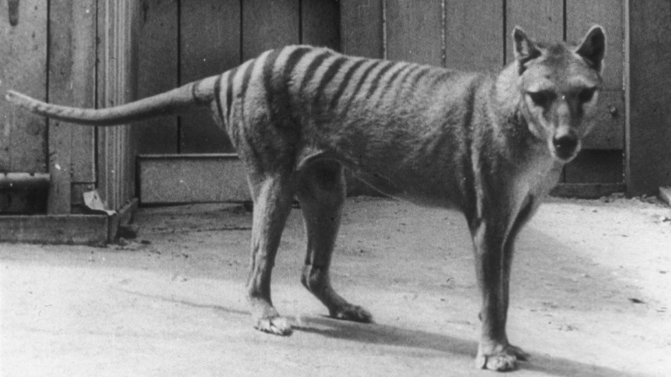 Crno-bela fotografija tilacina