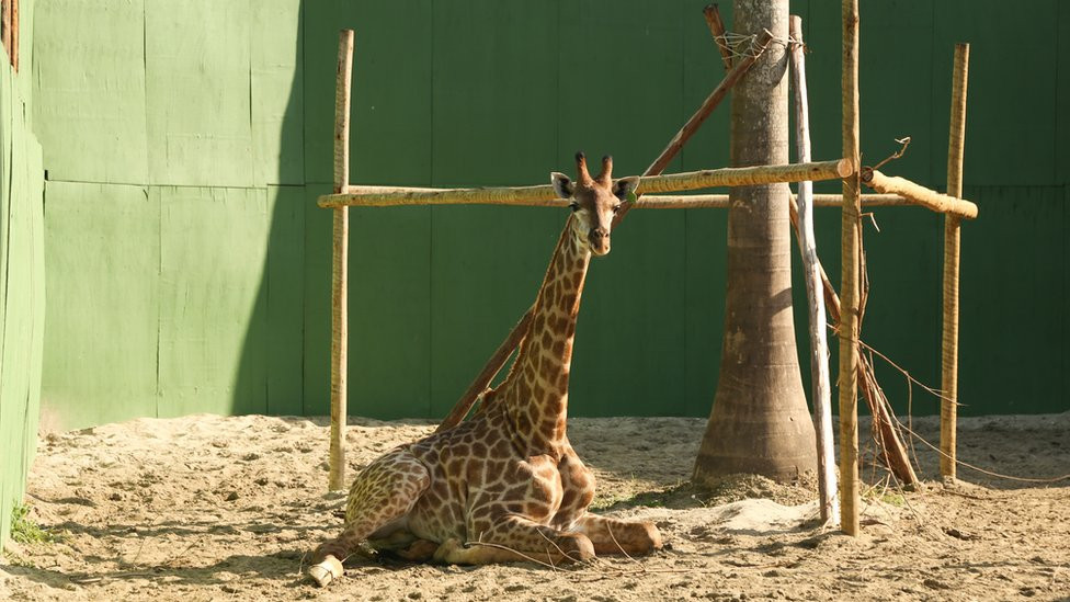 BioParque photo showing one of the giraffes sitting down next to a tree with a wall behind it.