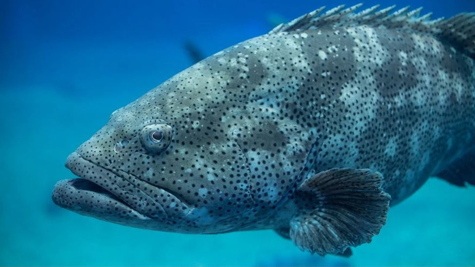 Glasna teritorijalna oglašavanja golijat škarpina mogu da služe kao podvodni lavež pasa koji može da uzbuni svakog ko prati da li nailaze uljezi