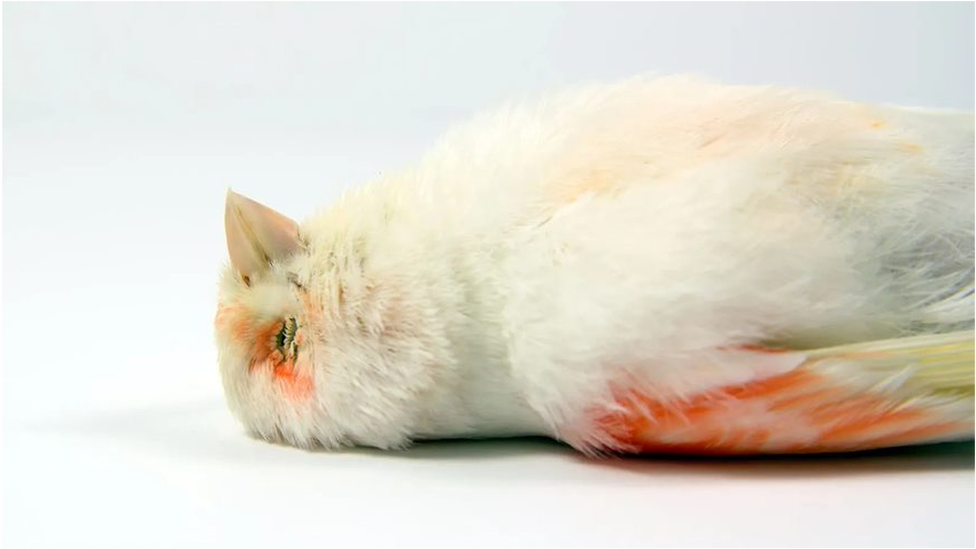 The body of a dead bird