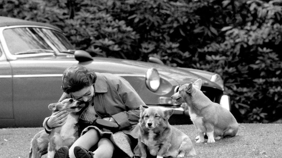 The Queen, sitting on a grassy bank with the corgis, at Virginia Water to watch competitors, including Prince Philip in the Marathon of the European Driving Championship, part of the Royal Windsor Horse Show, 1973