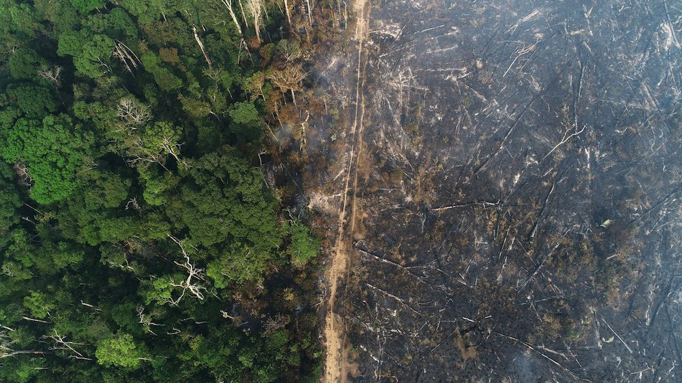 A scorched area in the Amazon lies by a green area