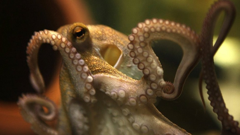 Hobotnica Pol Drugi zadivila je svet neobičnom spretnošću da tačno predvidi rezultat fudbalskih utakmica na Svetskom prvenstvu