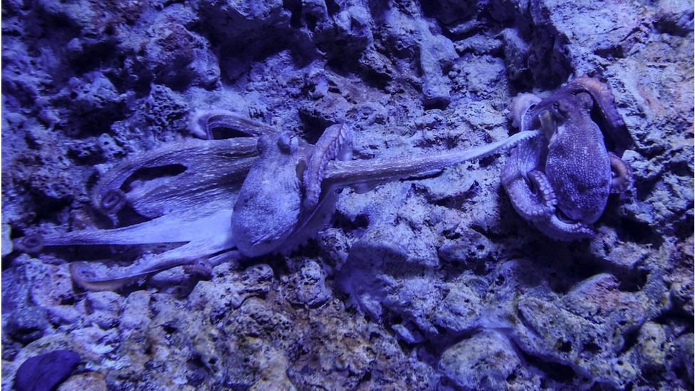 Jedna hobotnica pruža pipak ka drugoj