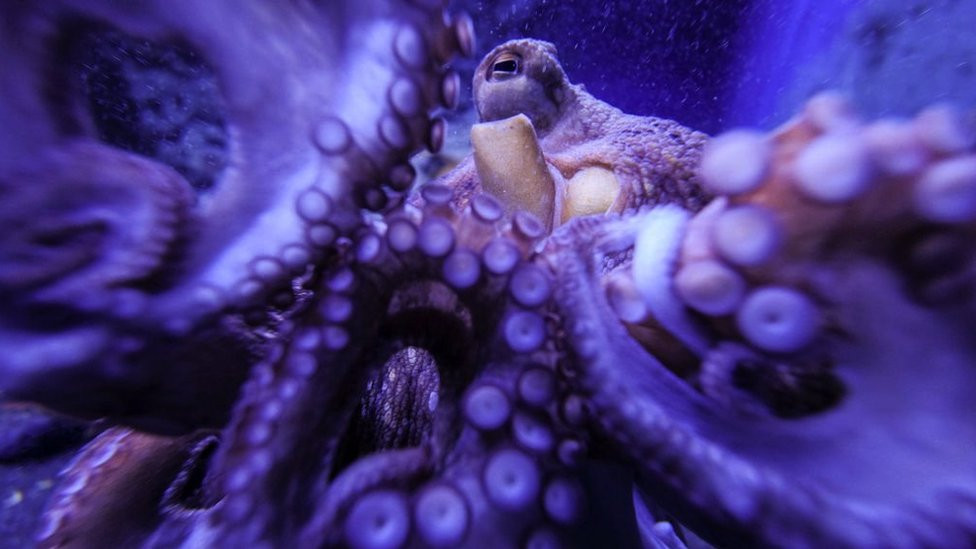 Hobotnica pliva u bazenu