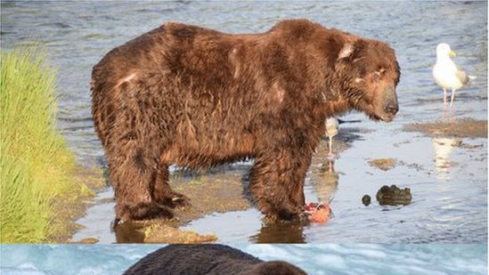 Collage showing Jumbo's weight gain
