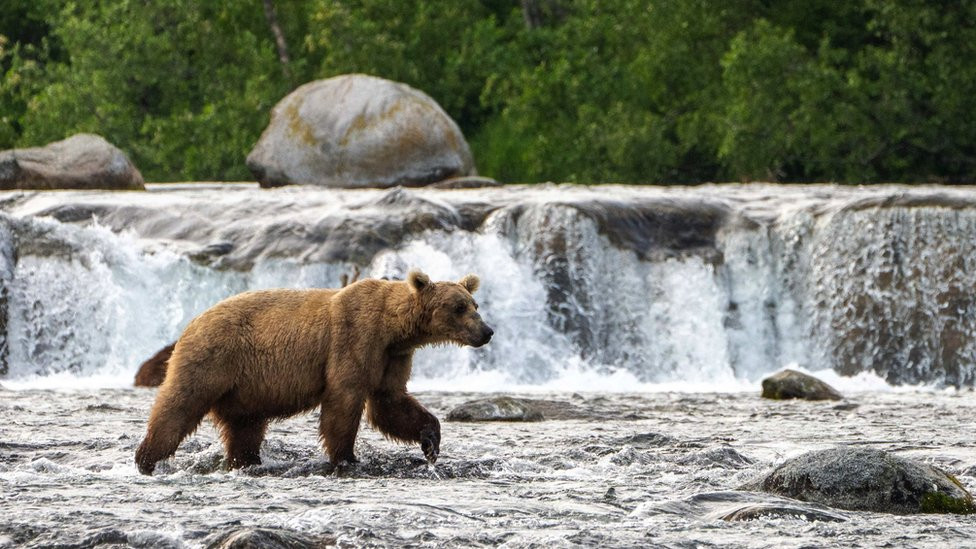 Example of a bear at the park when it is skinny