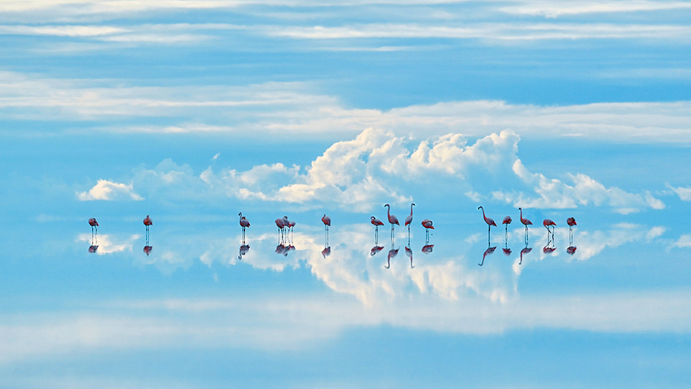 Chilean flamingos