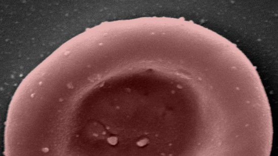 Laboratorijski uzgajana crvena krvna zrnca, koja prenose kiseonik i ugljen-dioksid po telu