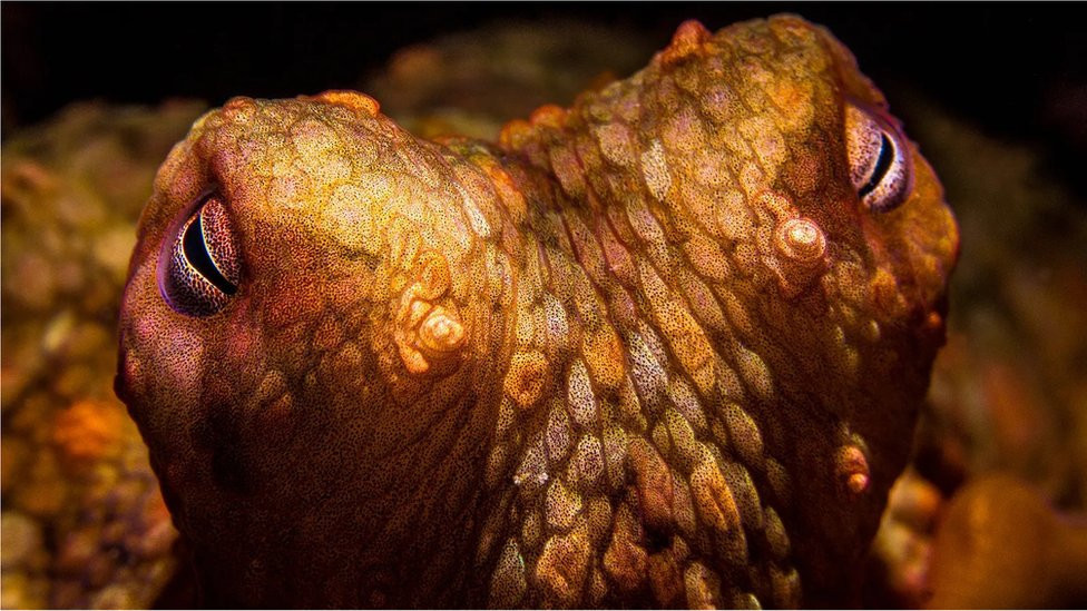 A close-up picture of an octopus's eyes