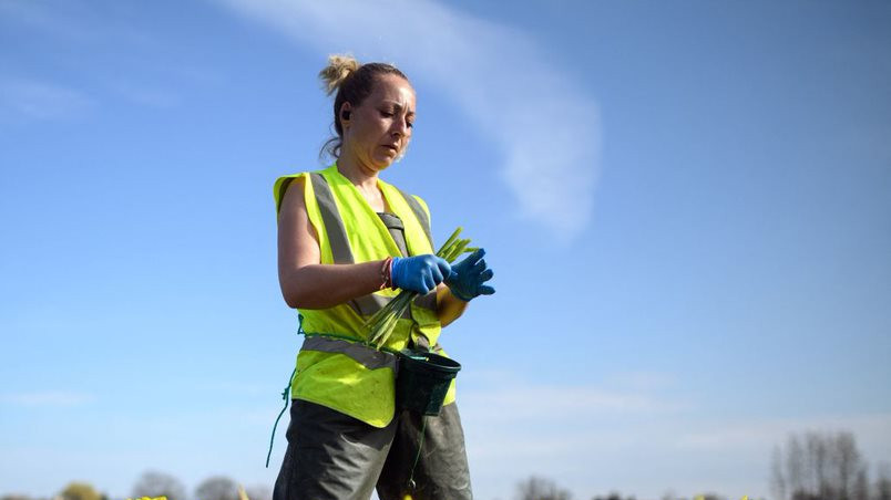 A Romanian migrant workers at a flower farm in the UK