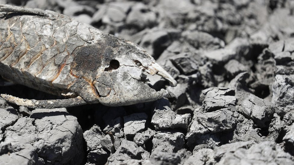 The skeleton of a fish is seen in the Navarro lagoon