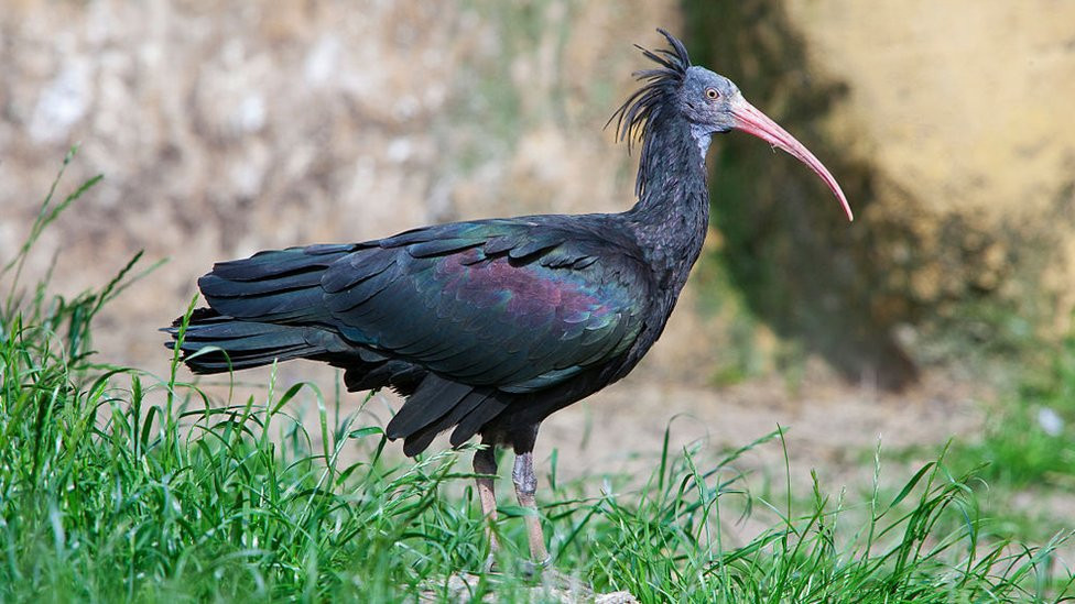 Severni ćelavi ibis