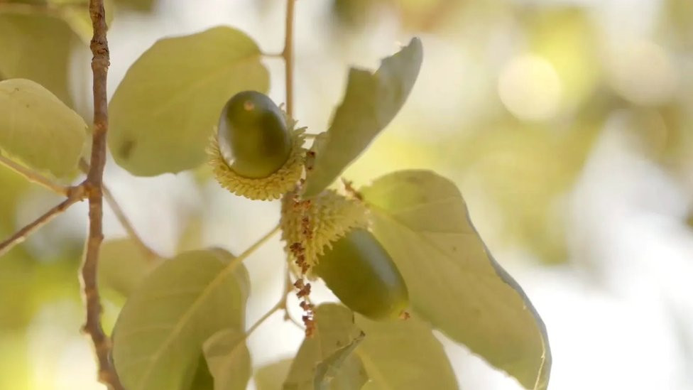 Žirovi imaju velike količine oleinske kiseline, masne kiseline koju možemo da nađemo i u maslinama