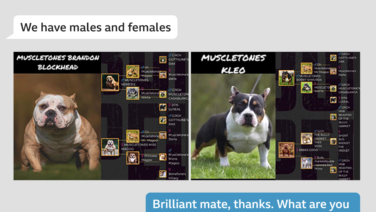 Graphic: Messages about buying dogs