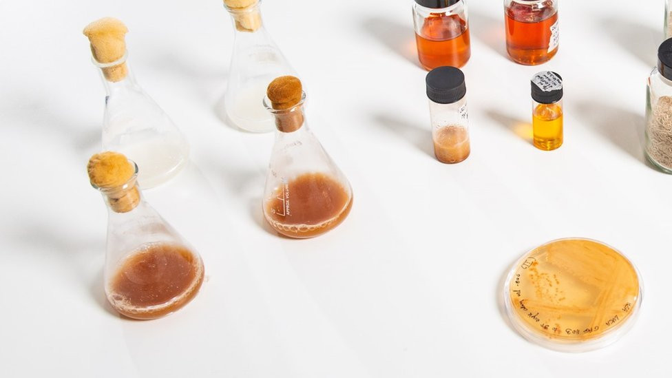 The yeast at Bath University, bottom right, and examples of its extracted oil