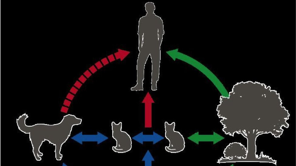 Illustration showing the transmission cycle of the Sporothrix brasiliensis