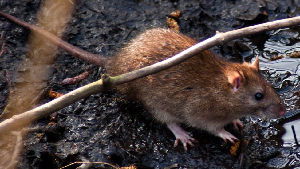 A rat in the wild standing in woodland