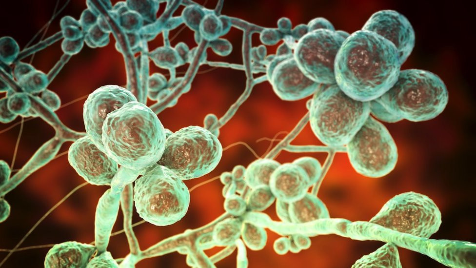 Conceptual image of a Sporothrix fungus's composition