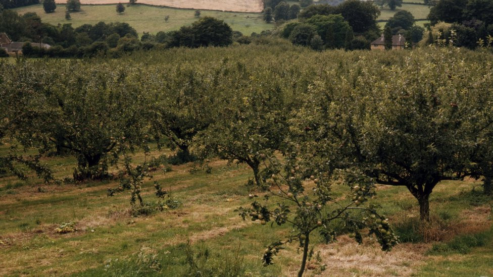 Voćnjak