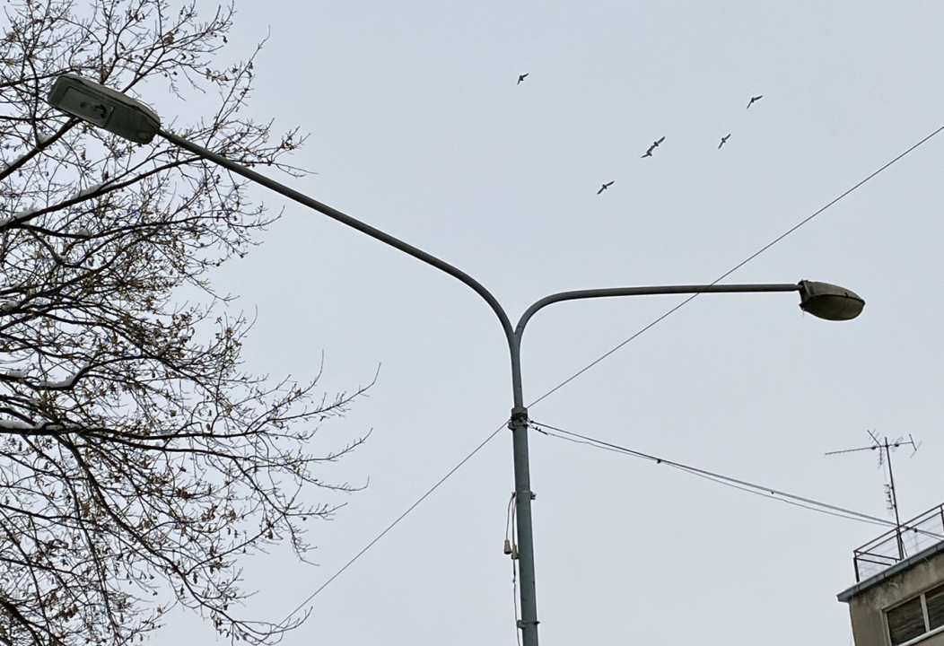 Foto: Boom93/M. Veljković
