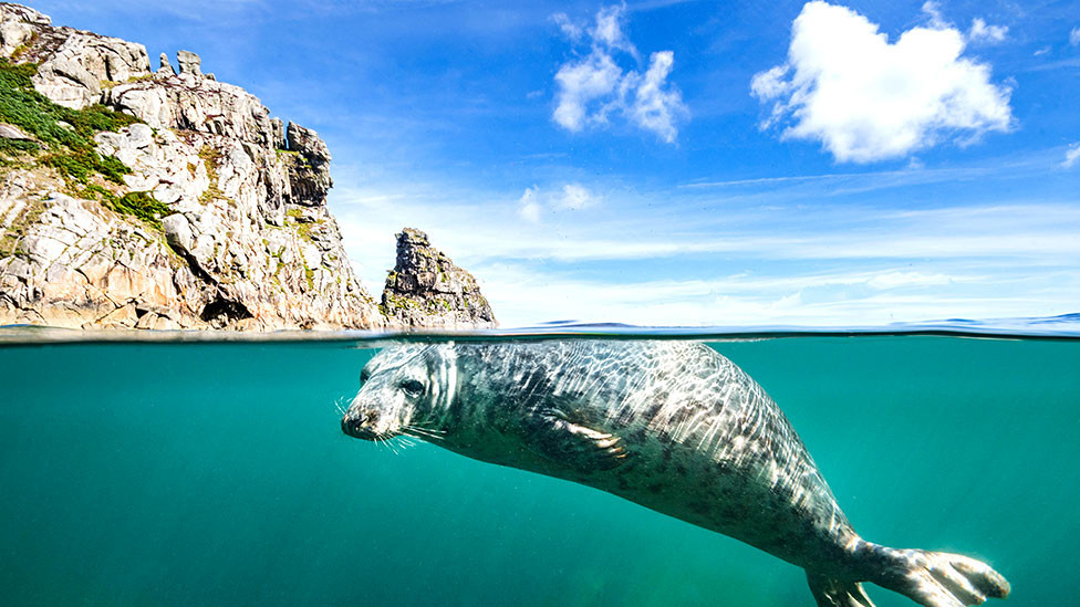 A young grey seal (Halichoerus grypus) swims at surface beneath the cliffs of Lundy Island, Devon, England