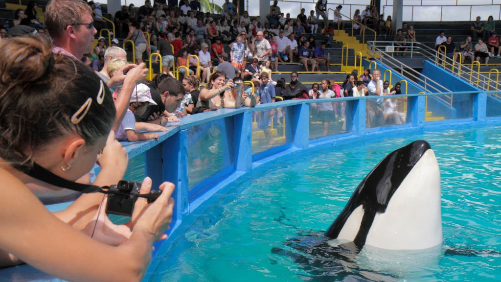 lolita, kit ubica, orka