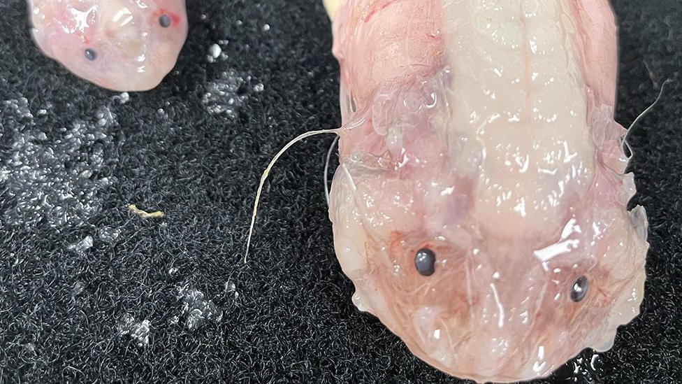 Snailfish